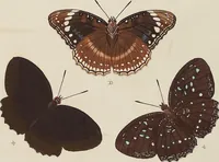 An illustration from (Band 4, Tafeln): De plaaten CCLXXXIX - CCCC (1782)
