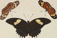 An illustration from (Band 4, Tafeln): De plaaten CCLXXXIX - CCCC (1782)