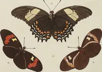 An illustration from (Band 4, Tafeln): De plaaten CCLXXXIX - CCCC (1782)