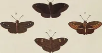 An illustration from (Band 4, Tafeln): De plaaten CCLXXXIX - CCCC (1782)
