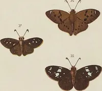 An illustration from (Band 4, Tafeln): De plaaten CCLXXXIX - CCCC (1782)