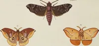 An illustration from (Band 4, Tafeln): De plaaten CCLXXXIX - CCCC (1782)