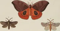 An illustration from (Band 4, Tafeln): De plaaten CCLXXXIX - CCCC (1782)