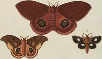 An illustration from (Band 4, Tafeln): De plaaten CCLXXXIX - CCCC (1782)