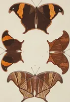 An illustration from (Band 4, Tafeln): De plaaten CCLXXXIX - CCCC (1782)