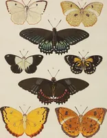 An illustration from (Band 4, Tafeln): De plaaten CCLXXXIX - CCCC (1782)