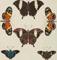 An illustration from (Band 4, Tafeln): De plaaten CCLXXXIX - CCCC (1782)