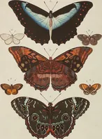 An illustration from (Band 4, Tafeln): De plaaten CCLXXXIX - CCCC (1782)