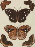 An illustration from (Band 4, Tafeln): De plaaten CCLXXXIX - CCCC (1782)