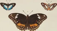 An illustration from (Band 4, Tafeln): De plaaten CCLXXXIX - CCCC (1782)