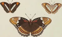 An illustration from (Band 4, Tafeln): De plaaten CCLXXXIX - CCCC (1782)