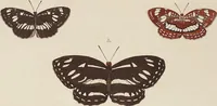 An illustration from (Band 4, Tafeln): De plaaten CCLXXXIX - CCCC (1782)