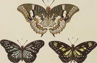 An illustration from (Band 4, Tafeln): De plaaten CCLXXXIX - CCCC (1782)