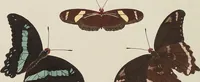 An illustration from (Band 4, Tafeln): De plaaten CCLXXXIX - CCCC (1782)