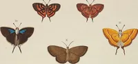 An illustration from (Band 4, Tafeln): De plaaten CCLXXXIX - CCCC (1782)