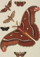 An illustration from (Band 4, Tafeln): De plaaten CCLXXXIX - CCCC (1782)