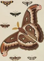 An illustration from (Band 4, Tafeln): De plaaten CCLXXXIX - CCCC (1782)