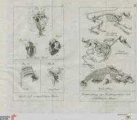 An illustration from Cüvier's Elementarischer Entwurf der Naturgeschichte der Thiere: Zwey Bände. Mit 14 Kupfern (1800)