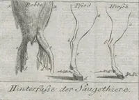 Picture 2 of 6 from Cüvier's Elementarischer Entwurf der Naturgeschichte der Thiere: Zwey Bände. Mit 14 Kupfern (1800), leaf 1287