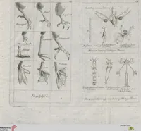An illustration from Cüvier's Elementarischer Entwurf der Naturgeschichte der Thiere: Zwey Bände. Mit 14 Kupfern (1800)