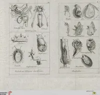 An illustration from Cüvier's Elementarischer Entwurf der Naturgeschichte der Thiere: Zwey Bände. Mit 14 Kupfern (1800)
