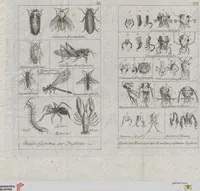 An illustration from Cüvier's Elementarischer Entwurf der Naturgeschichte der Thiere: Zwey Bände. Mit 14 Kupfern (1800)