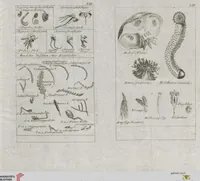 An illustration from Cüvier's Elementarischer Entwurf der Naturgeschichte der Thiere: Zwey Bände. Mit 14 Kupfern (1800)
