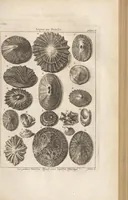 An illustration from Des Herrn Dezallier von Argenville Cammerraths und Mitglieds der königlichen Gesellschaften der Wissenschaften zu London und Montpellier Conchyliologie oder Abhandlung von den Schnecken, Muscheln und andern Schaalthieren welche in der See, in süssen Wassern und auf dem Lande gefunden werden: Nebst der Zoomorphose oder Abbildung und Beschreibung der Thiere welche die Gehäuse bewohnen ; Aus dem Französischen übersetzt und mit Anmerkungen vermehrt. Mit ein und vierzig Kupfertafeln (1772)