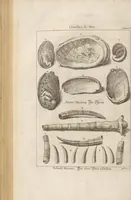 An illustration from Des Herrn Dezallier von Argenville Cammerraths und Mitglieds der königlichen Gesellschaften der Wissenschaften zu London und Montpellier Conchyliologie oder Abhandlung von den Schnecken, Muscheln und andern Schaalthieren welche in der See, in süssen Wassern und auf dem Lande gefunden werden: Nebst der Zoomorphose oder Abbildung und Beschreibung der Thiere welche die Gehäuse bewohnen ; Aus dem Französischen übersetzt und mit Anmerkungen vermehrt. Mit ein und vierzig Kupfertafeln (1772)