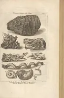 An illustration from Des Herrn Dezallier von Argenville Cammerraths und Mitglieds der königlichen Gesellschaften der Wissenschaften zu London und Montpellier Conchyliologie oder Abhandlung von den Schnecken, Muscheln und andern Schaalthieren welche in der See, in süssen Wassern und auf dem Lande gefunden werden: Nebst der Zoomorphose oder Abbildung und Beschreibung der Thiere welche die Gehäuse bewohnen ; Aus dem Französischen übersetzt und mit Anmerkungen vermehrt. Mit ein und vierzig Kupfertafeln (1772)