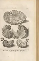 An illustration from Des Herrn Dezallier von Argenville Cammerraths und Mitglieds der königlichen Gesellschaften der Wissenschaften zu London und Montpellier Conchyliologie oder Abhandlung von den Schnecken, Muscheln und andern Schaalthieren welche in der See, in süssen Wassern und auf dem Lande gefunden werden: Nebst der Zoomorphose oder Abbildung und Beschreibung der Thiere welche die Gehäuse bewohnen ; Aus dem Französischen übersetzt und mit Anmerkungen vermehrt. Mit ein und vierzig Kupfertafeln (1772)