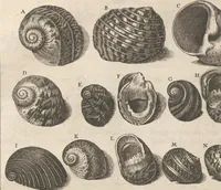 An illustration from Des Herrn Dezallier von Argenville Cammerraths und Mitglieds der königlichen Gesellschaften der Wissenschaften zu London und Montpellier Conchyliologie oder Abhandlung von den Schnecken, Muscheln und andern Schaalthieren welche in der See, in süssen Wassern und auf dem Lande gefunden werden: Nebst der Zoomorphose oder Abbildung und Beschreibung der Thiere welche die Gehäuse bewohnen ; Aus dem Französischen übersetzt und mit Anmerkungen vermehrt. Mit ein und vierzig Kupfertafeln (1772)