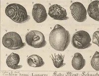 An illustration from Des Herrn Dezallier von Argenville Cammerraths und Mitglieds der königlichen Gesellschaften der Wissenschaften zu London und Montpellier Conchyliologie oder Abhandlung von den Schnecken, Muscheln und andern Schaalthieren welche in der See, in süssen Wassern und auf dem Lande gefunden werden: Nebst der Zoomorphose oder Abbildung und Beschreibung der Thiere welche die Gehäuse bewohnen ; Aus dem Französischen übersetzt und mit Anmerkungen vermehrt. Mit ein und vierzig Kupfertafeln (1772)