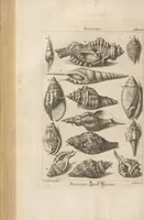 An illustration from Des Herrn Dezallier von Argenville Cammerraths und Mitglieds der königlichen Gesellschaften der Wissenschaften zu London und Montpellier Conchyliologie oder Abhandlung von den Schnecken, Muscheln und andern Schaalthieren welche in der See, in süssen Wassern und auf dem Lande gefunden werden: Nebst der Zoomorphose oder Abbildung und Beschreibung der Thiere welche die Gehäuse bewohnen ; Aus dem Französischen übersetzt und mit Anmerkungen vermehrt. Mit ein und vierzig Kupfertafeln (1772)