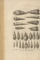An illustration from Des Herrn Dezallier von Argenville Cammerraths und Mitglieds der königlichen Gesellschaften der Wissenschaften zu London und Montpellier Conchyliologie oder Abhandlung von den Schnecken, Muscheln und andern Schaalthieren welche in der See, in süssen Wassern und auf dem Lande gefunden werden: Nebst der Zoomorphose oder Abbildung und Beschreibung der Thiere welche die Gehäuse bewohnen ; Aus dem Französischen übersetzt und mit Anmerkungen vermehrt. Mit ein und vierzig Kupfertafeln (1772)