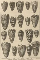Picture 16 of 40 from Des Herrn Dezallier von Argenville Cammerraths und Mitglieds der königlichen Gesellschaften der Wissenschaften zu London und Montpellier Conchyliologie oder Abhandlung von den Schnecken, Muscheln und andern Schaalthieren welche in der See, in süssen Wassern und auf dem Lande gefunden werden: Nebst der Zoomorphose oder Abbildung und Beschreibung der Thiere welche die Gehäuse bewohnen ; Aus dem Französischen übersetzt und mit Anmerkungen vermehrt. Mit ein und vierzig Kupfertafeln (1772), leaf 238