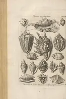 An illustration from Des Herrn Dezallier von Argenville Cammerraths und Mitglieds der königlichen Gesellschaften der Wissenschaften zu London und Montpellier Conchyliologie oder Abhandlung von den Schnecken, Muscheln und andern Schaalthieren welche in der See, in süssen Wassern und auf dem Lande gefunden werden: Nebst der Zoomorphose oder Abbildung und Beschreibung der Thiere welche die Gehäuse bewohnen ; Aus dem Französischen übersetzt und mit Anmerkungen vermehrt. Mit ein und vierzig Kupfertafeln (1772)