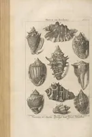 Picture 18 of 40 from Des Herrn Dezallier von Argenville Cammerraths und Mitglieds der königlichen Gesellschaften der Wissenschaften zu London und Montpellier Conchyliologie oder Abhandlung von den Schnecken, Muscheln und andern Schaalthieren welche in der See, in süssen Wassern und auf dem Lande gefunden werden: Nebst der Zoomorphose oder Abbildung und Beschreibung der Thiere welche die Gehäuse bewohnen ; Aus dem Französischen übersetzt und mit Anmerkungen vermehrt. Mit ein und vierzig Kupfertafeln (1772), leaf 258