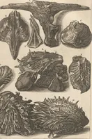 An illustration from Des Herrn Dezallier von Argenville Cammerraths und Mitglieds der königlichen Gesellschaften der Wissenschaften zu London und Montpellier Conchyliologie oder Abhandlung von den Schnecken, Muscheln und andern Schaalthieren welche in der See, in süssen Wassern und auf dem Lande gefunden werden: Nebst der Zoomorphose oder Abbildung und Beschreibung der Thiere welche die Gehäuse bewohnen ; Aus dem Französischen übersetzt und mit Anmerkungen vermehrt. Mit ein und vierzig Kupfertafeln (1772)