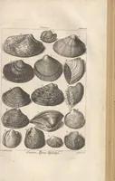 An illustration from Des Herrn Dezallier von Argenville Cammerraths und Mitglieds der königlichen Gesellschaften der Wissenschaften zu London und Montpellier Conchyliologie oder Abhandlung von den Schnecken, Muscheln und andern Schaalthieren welche in der See, in süssen Wassern und auf dem Lande gefunden werden: Nebst der Zoomorphose oder Abbildung und Beschreibung der Thiere welche die Gehäuse bewohnen ; Aus dem Französischen übersetzt und mit Anmerkungen vermehrt. Mit ein und vierzig Kupfertafeln (1772)