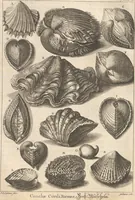 An illustration from Des Herrn Dezallier von Argenville Cammerraths und Mitglieds der königlichen Gesellschaften der Wissenschaften zu London und Montpellier Conchyliologie oder Abhandlung von den Schnecken, Muscheln und andern Schaalthieren welche in der See, in süssen Wassern und auf dem Lande gefunden werden: Nebst der Zoomorphose oder Abbildung und Beschreibung der Thiere welche die Gehäuse bewohnen ; Aus dem Französischen übersetzt und mit Anmerkungen vermehrt. Mit ein und vierzig Kupfertafeln (1772)