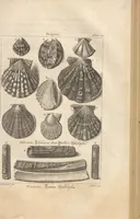 An illustration from Des Herrn Dezallier von Argenville Cammerraths und Mitglieds der königlichen Gesellschaften der Wissenschaften zu London und Montpellier Conchyliologie oder Abhandlung von den Schnecken, Muscheln und andern Schaalthieren welche in der See, in süssen Wassern und auf dem Lande gefunden werden: Nebst der Zoomorphose oder Abbildung und Beschreibung der Thiere welche die Gehäuse bewohnen ; Aus dem Französischen übersetzt und mit Anmerkungen vermehrt. Mit ein und vierzig Kupfertafeln (1772)