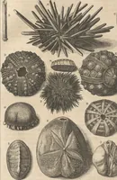 An illustration from Des Herrn Dezallier von Argenville Cammerraths und Mitglieds der königlichen Gesellschaften der Wissenschaften zu London und Montpellier Conchyliologie oder Abhandlung von den Schnecken, Muscheln und andern Schaalthieren welche in der See, in süssen Wassern und auf dem Lande gefunden werden: Nebst der Zoomorphose oder Abbildung und Beschreibung der Thiere welche die Gehäuse bewohnen ; Aus dem Französischen übersetzt und mit Anmerkungen vermehrt. Mit ein und vierzig Kupfertafeln (1772)