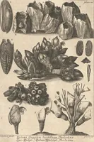 An illustration from Des Herrn Dezallier von Argenville Cammerraths und Mitglieds der königlichen Gesellschaften der Wissenschaften zu London und Montpellier Conchyliologie oder Abhandlung von den Schnecken, Muscheln und andern Schaalthieren welche in der See, in süssen Wassern und auf dem Lande gefunden werden: Nebst der Zoomorphose oder Abbildung und Beschreibung der Thiere welche die Gehäuse bewohnen ; Aus dem Französischen übersetzt und mit Anmerkungen vermehrt. Mit ein und vierzig Kupfertafeln (1772)