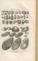 An illustration from Des Herrn Dezallier von Argenville Cammerraths und Mitglieds der königlichen Gesellschaften der Wissenschaften zu London und Montpellier Conchyliologie oder Abhandlung von den Schnecken, Muscheln und andern Schaalthieren welche in der See, in süssen Wassern und auf dem Lande gefunden werden: Nebst der Zoomorphose oder Abbildung und Beschreibung der Thiere welche die Gehäuse bewohnen ; Aus dem Französischen übersetzt und mit Anmerkungen vermehrt. Mit ein und vierzig Kupfertafeln (1772)