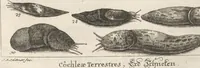 An illustration from Des Herrn Dezallier von Argenville Cammerraths und Mitglieds der königlichen Gesellschaften der Wissenschaften zu London und Montpellier Conchyliologie oder Abhandlung von den Schnecken, Muscheln und andern Schaalthieren welche in der See, in süssen Wassern und auf dem Lande gefunden werden: Nebst der Zoomorphose oder Abbildung und Beschreibung der Thiere welche die Gehäuse bewohnen ; Aus dem Französischen übersetzt und mit Anmerkungen vermehrt. Mit ein und vierzig Kupfertafeln (1772)