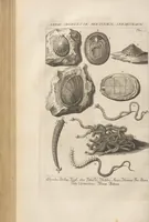 An illustration from Des Herrn Dezallier von Argenville Cammerraths und Mitglieds der königlichen Gesellschaften der Wissenschaften zu London und Montpellier Conchyliologie oder Abhandlung von den Schnecken, Muscheln und andern Schaalthieren welche in der See, in süssen Wassern und auf dem Lande gefunden werden: Nebst der Zoomorphose oder Abbildung und Beschreibung der Thiere welche die Gehäuse bewohnen ; Aus dem Französischen übersetzt und mit Anmerkungen vermehrt. Mit ein und vierzig Kupfertafeln (1772)