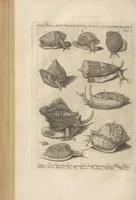 An illustration from Des Herrn Dezallier von Argenville Cammerraths und Mitglieds der königlichen Gesellschaften der Wissenschaften zu London und Montpellier Conchyliologie oder Abhandlung von den Schnecken, Muscheln und andern Schaalthieren welche in der See, in süssen Wassern und auf dem Lande gefunden werden: Nebst der Zoomorphose oder Abbildung und Beschreibung der Thiere welche die Gehäuse bewohnen ; Aus dem Französischen übersetzt und mit Anmerkungen vermehrt. Mit ein und vierzig Kupfertafeln (1772)