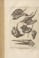 An illustration from Des Herrn Dezallier von Argenville Cammerraths und Mitglieds der königlichen Gesellschaften der Wissenschaften zu London und Montpellier Conchyliologie oder Abhandlung von den Schnecken, Muscheln und andern Schaalthieren welche in der See, in süssen Wassern und auf dem Lande gefunden werden: Nebst der Zoomorphose oder Abbildung und Beschreibung der Thiere welche die Gehäuse bewohnen ; Aus dem Französischen übersetzt und mit Anmerkungen vermehrt. Mit ein und vierzig Kupfertafeln (1772)