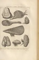 An illustration from Des Herrn Dezallier von Argenville Cammerraths und Mitglieds der königlichen Gesellschaften der Wissenschaften zu London und Montpellier Conchyliologie oder Abhandlung von den Schnecken, Muscheln und andern Schaalthieren welche in der See, in süssen Wassern und auf dem Lande gefunden werden: Nebst der Zoomorphose oder Abbildung und Beschreibung der Thiere welche die Gehäuse bewohnen ; Aus dem Französischen übersetzt und mit Anmerkungen vermehrt. Mit ein und vierzig Kupfertafeln (1772)